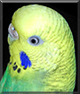 Alexis the Budgerigar