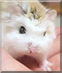 Snowball the Roborovski Hamster