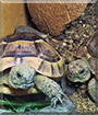 Caroline, Toothless the Spur-thigh Tortoises