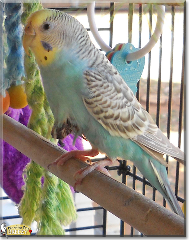 Breezy the Parakeet, the Pet of the Day