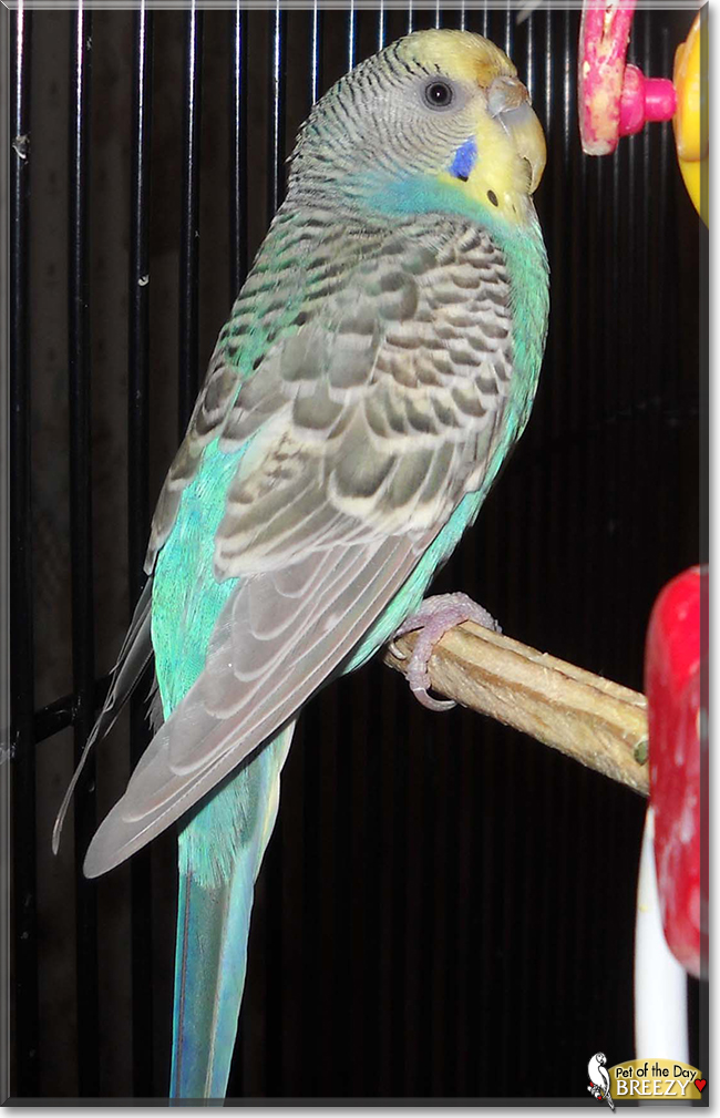 Breezy the Parakeet, the Pet of the Day