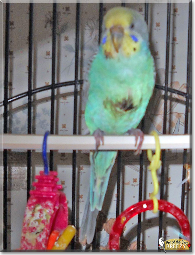 Breezy the Parakeet, the Pet of the Day