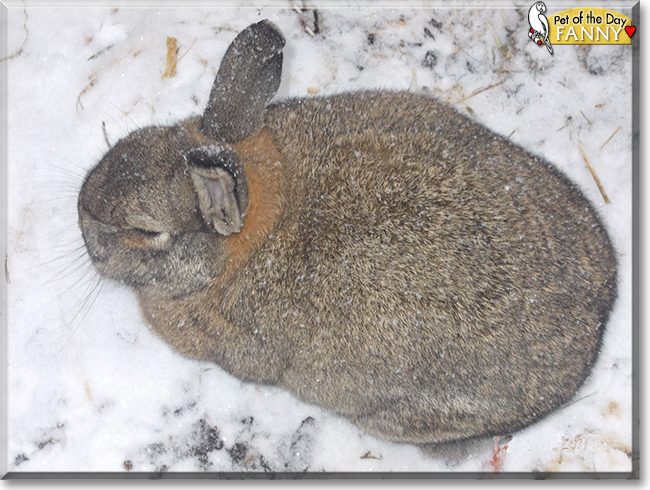 Fanny the Rabbit, the Pet of the Day