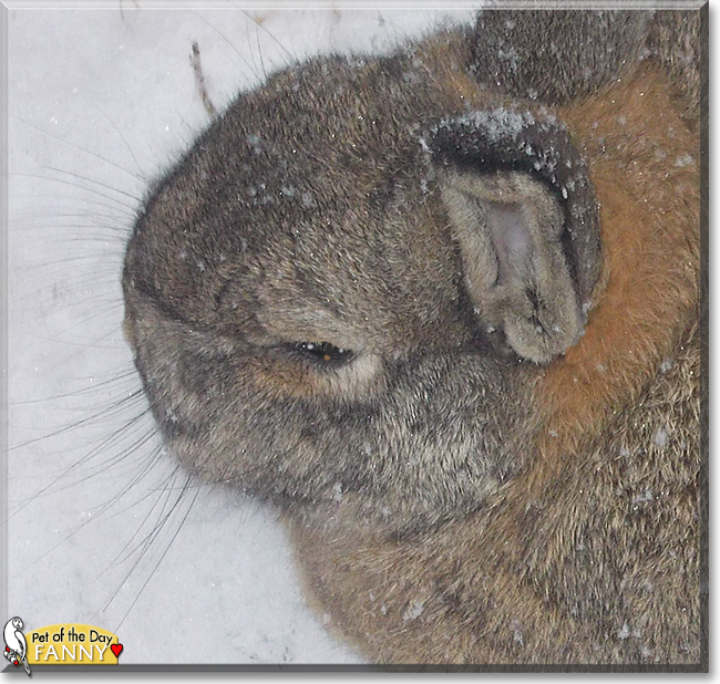 Fanny the Rabbit, the Pet of the Day