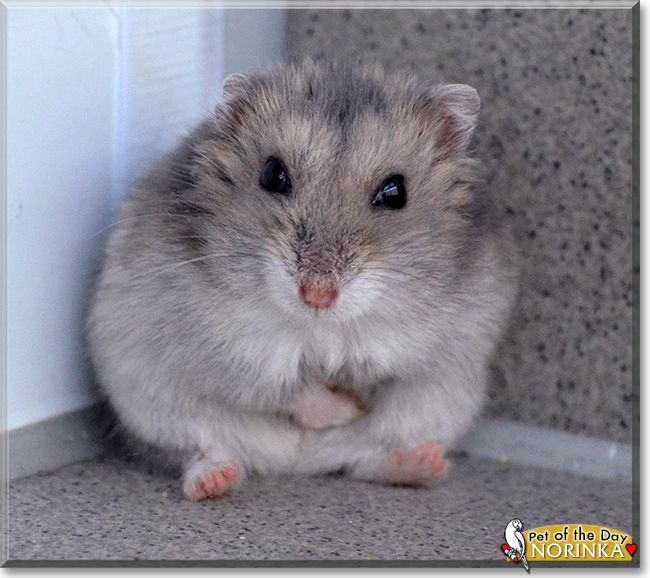 Norinka the Hamster, the Pet of the Day