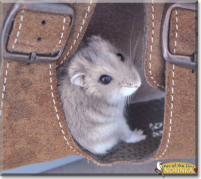Norinka the Hamster, the Pet of the Day