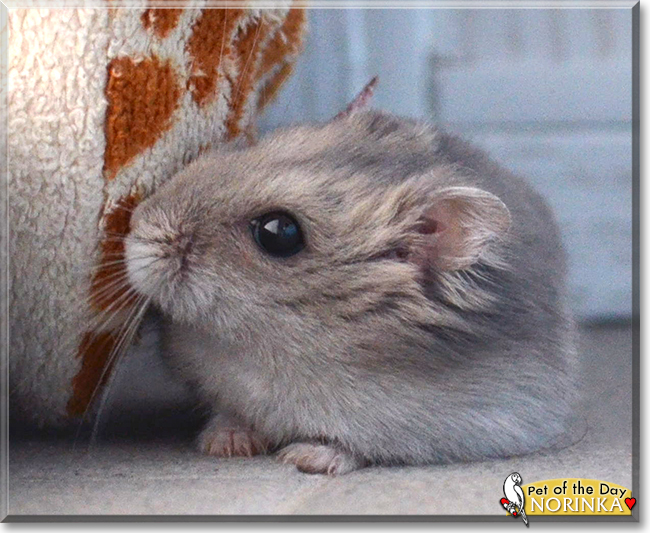 Norinka the Hamster, the Pet of the Day
