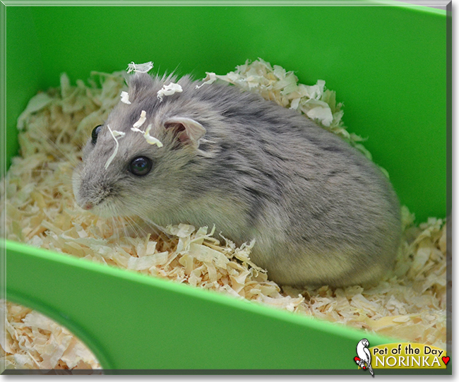 Norinka the Hamster, the Pet of the Day