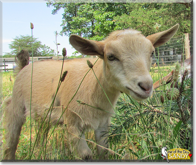 Sandy the Nigerian Dwarf Goat, the Pet of the Day