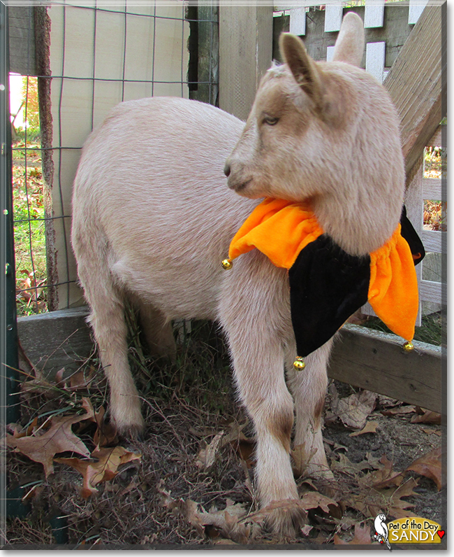 Sandy the Nigerian Dwarf Goat, the Pet of the Day