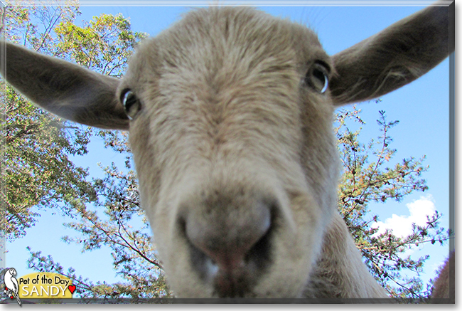 Sandy the Nigerian Dwarf Goat, the Pet of the Day
