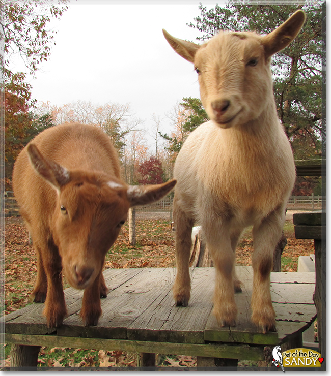 Sandy the Nigerian Dwarf Goat, the Pet of the Day