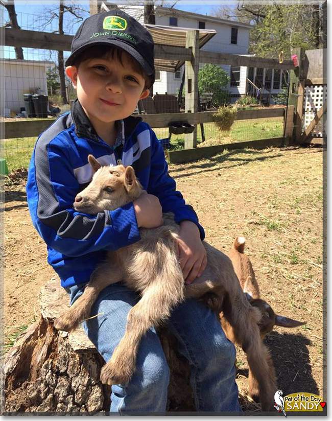 Sandy the Nigerian Dwarf Goat, the Pet of the Day