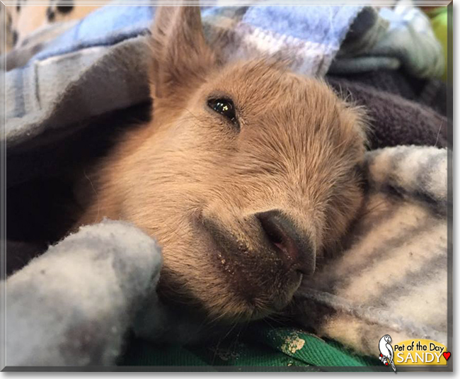 Sandy the Nigerian Dwarf Goat, the Pet of the Day