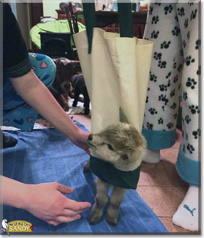 Sandy the Nigerian Dwarf Goat, the Pet of the Day