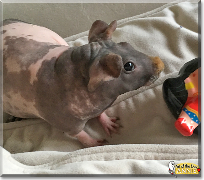 Annie the Hairless Guinea Pig, the Pet of the Day