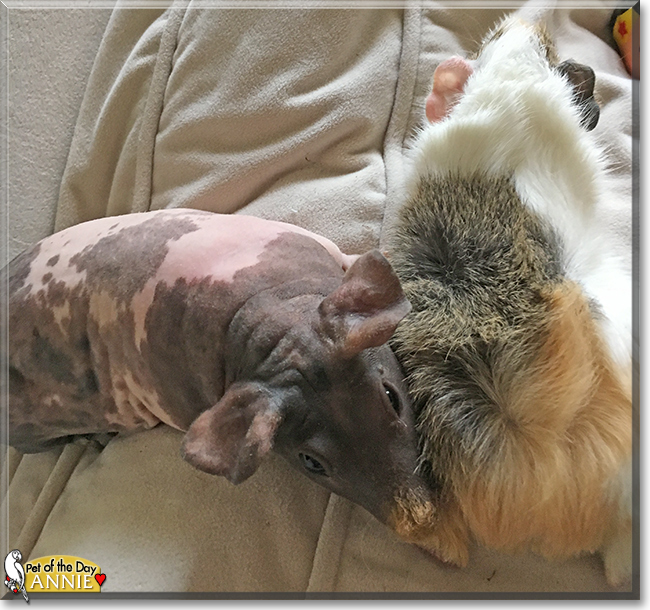 Annie the Hairless Guinea Pig, the Pet of the Day