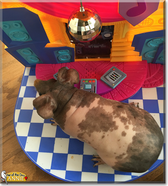 Annie the Hairless Guinea Pig, the Pet of the Day