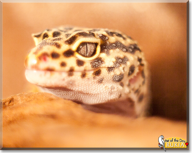 Rukia the Leopard Gecko, the Pet of the Day