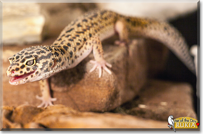 Rukia the Leopard Gecko, the Pet of the Day