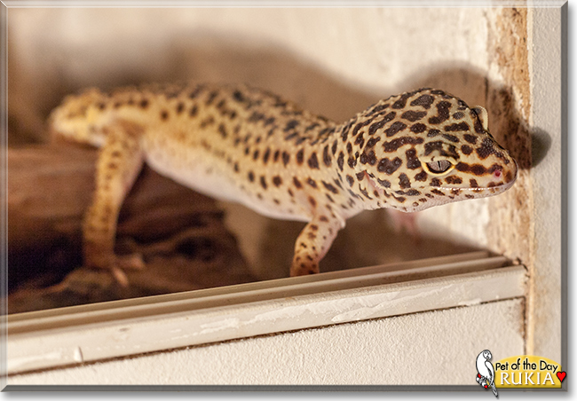Rukia the Leopard Gecko, the Pet of the Day