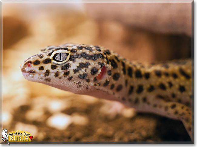 Rukia the Leopard Gecko, the Pet of the Day