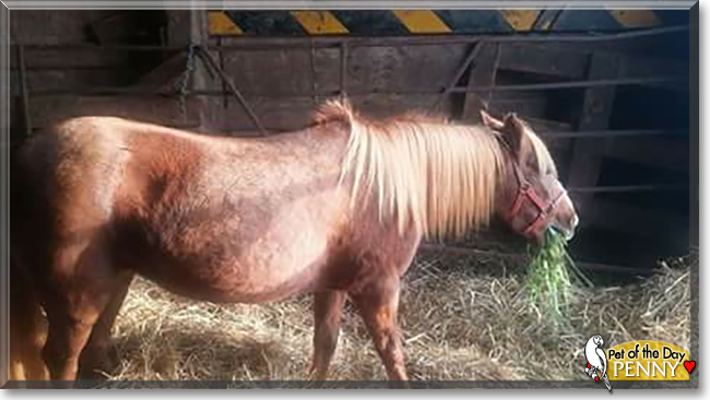 Penny the Welsh Pony cross, the Pet of the Day