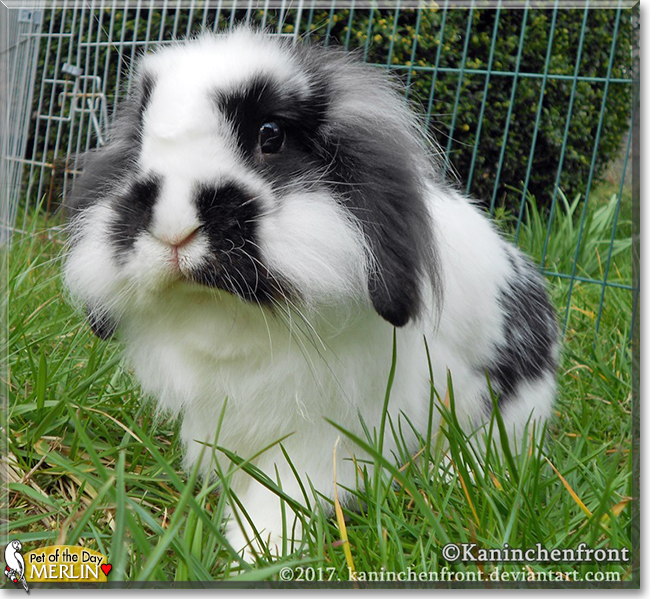 Merlin the Dwarf Lop mix Rabbit, the Pet of the Day