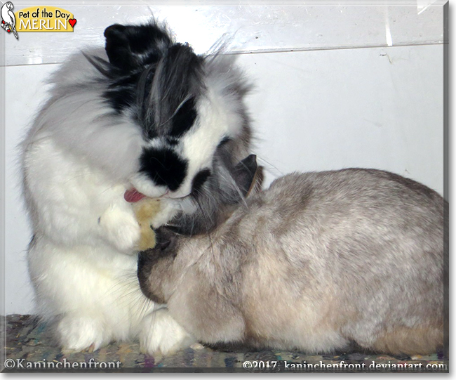 Merlin the Dwarf Lop mix Rabbit, the Pet of the Day