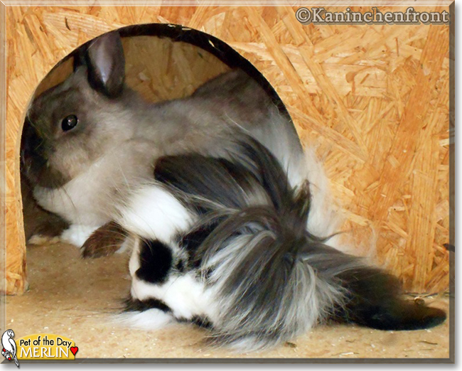 Merlin the Dwarf Lop mix Rabbit, the Pet of the Day