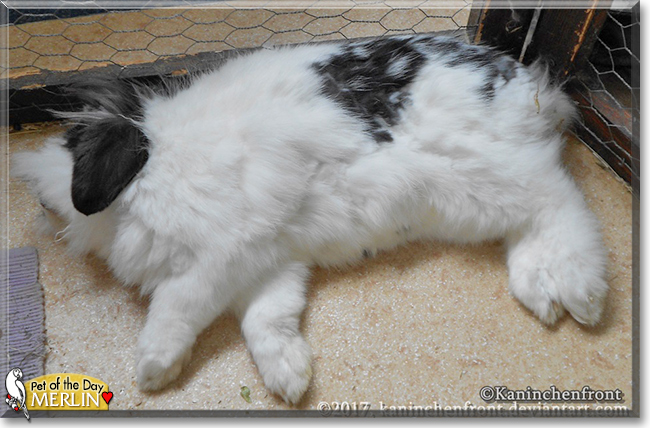 Merlin the Dwarf Lop mix Rabbit, the Pet of the Day