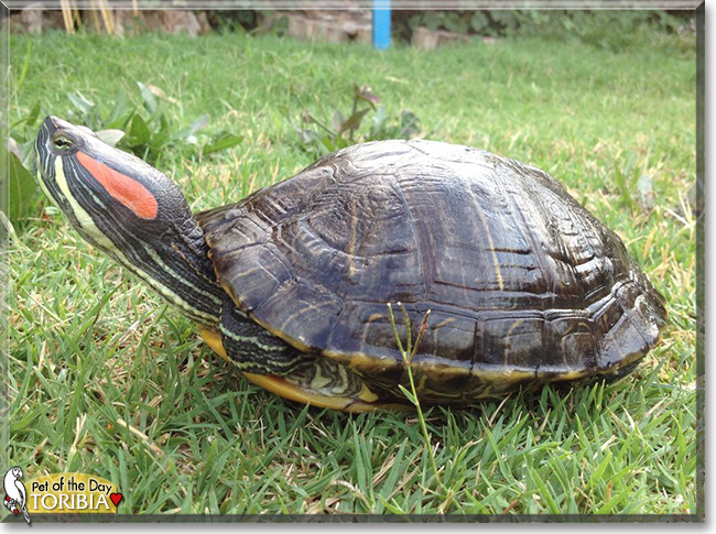 Toribia the Red-Eared Slider, the Pet of the Day