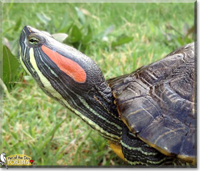 Toribia the Red-Eared Slider, the Pet of the Day
