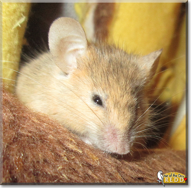 Redd the Fancy Mouse, the Pet of the Day