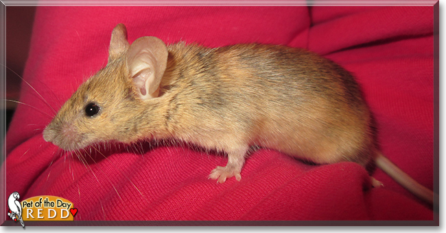 Redd the Fancy Mouse, the Pet of the Day