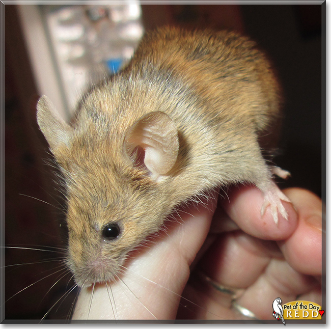 Redd the Fancy Mouse, the Pet of the Day