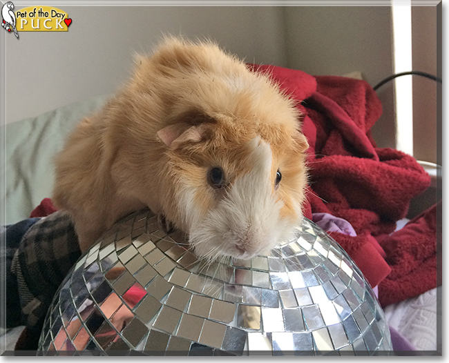 Puck the Abyssinian Guinea Pig, the Pet of the Day