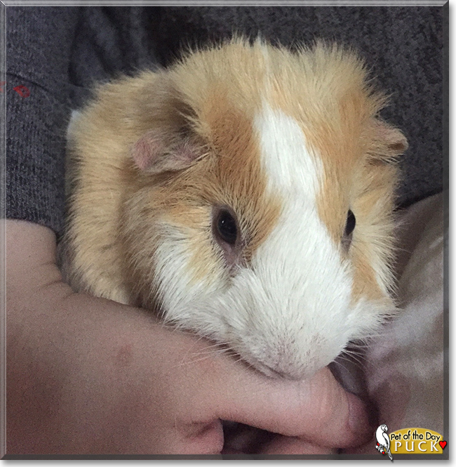 Puck the Abyssinian Guinea Pig, the Pet of the Day