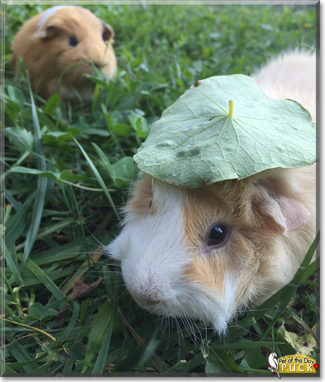 Puck the Abyssinian Guinea Pig, the Pet of the Day