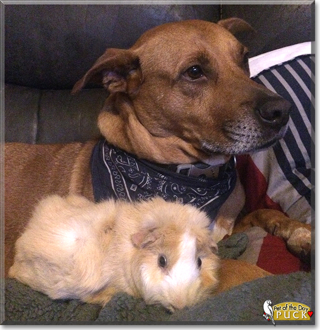 Puck the Abyssinian Guinea Pig, the Pet of the Day