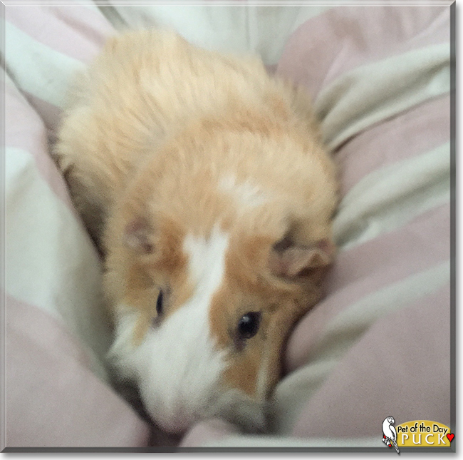 Puck the Abyssinian Guinea Pig, the Pet of the Day