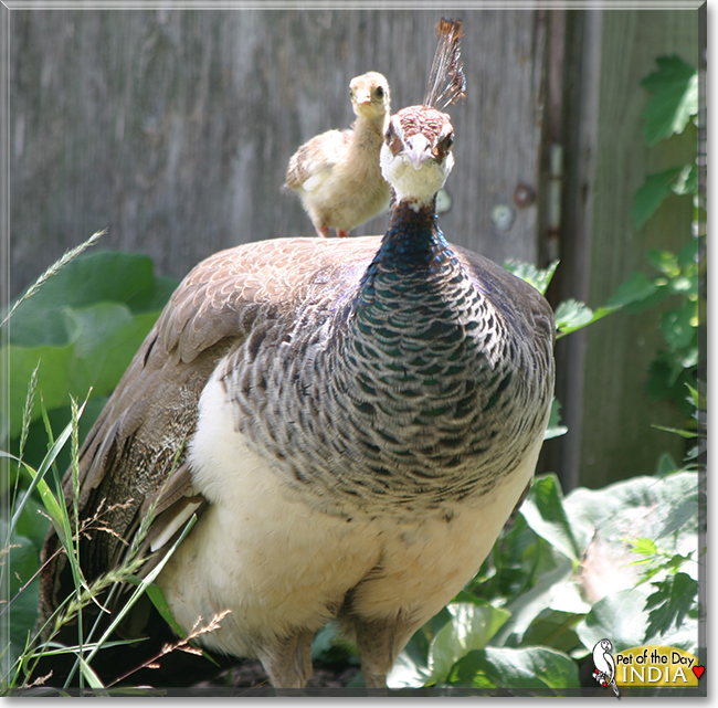 India the India Blue Peafowl, the Pet of the Day