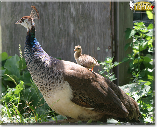 India the India Blue Peafowl, the Pet of the Day
