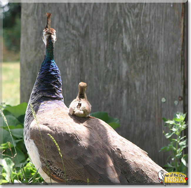 India the India Blue Peafowl, the Pet of the Day