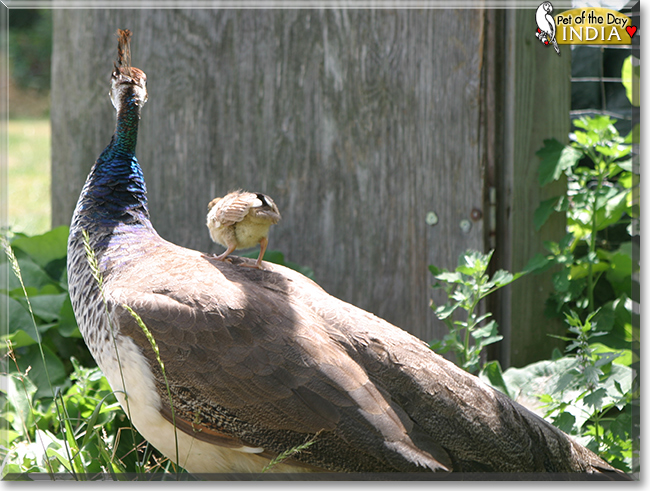 India the India Blue Peafowl, the Pet of the Day
