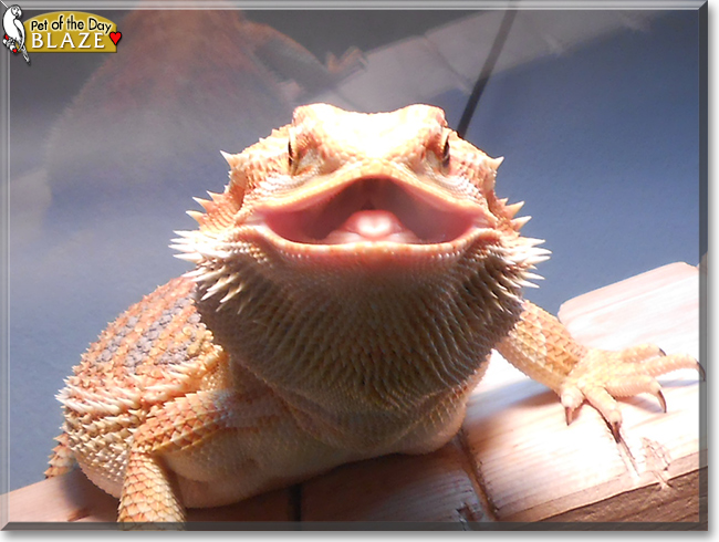 Blaze the Bearded Dragon, the Pet of the Day
