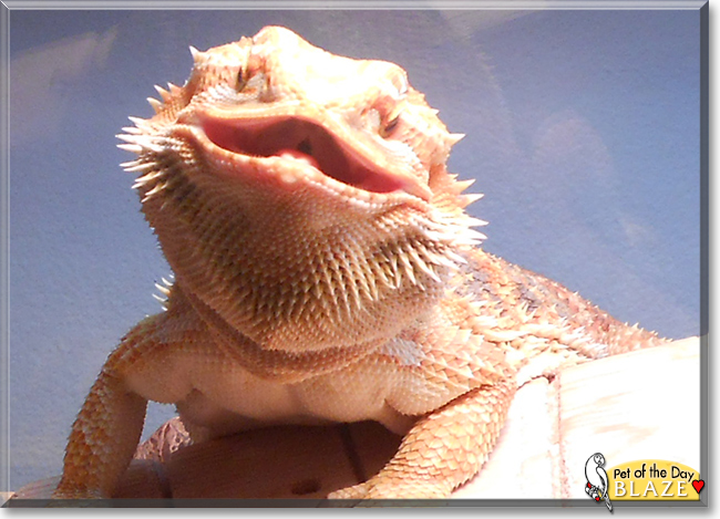 Blaze the Bearded Dragon, the Pet of the Day