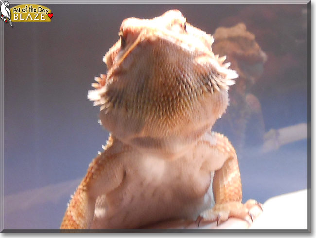 Blaze the Bearded Dragon, the Pet of the Day