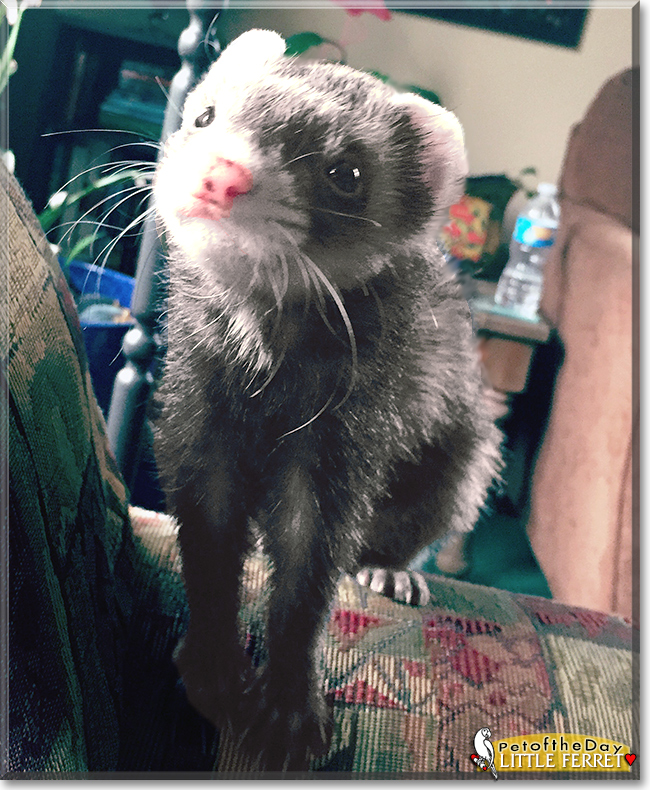 Little Ferret (Peanutt) the Ferret, the Pet of the Day