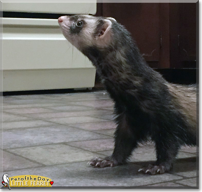 Little Ferret (Peanutt) the Ferret, the Pet of the Day